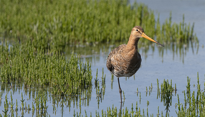 Découvrez la réserve naturelle nationale de la baie de l'Aiguillon